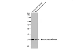 Anti-Monoglyceride lipase antibody used in Western Blot (WB). GTX103517