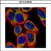 Anti-PSKH1 antibody used in Immunocytochemistry/ Immunofluorescence (ICC/IF). GTX103525