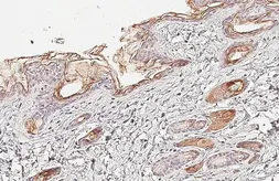 Anti-Kallikrein 7 antibody used in IHC (Paraffin sections) (IHC-P). GTX103548