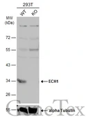 Anti-ECH1 antibody [N1C3] used in Western Blot (WB). GTX103552