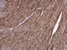 Anti-ALDH7A1 antibody used in IHC (Paraffin sections) (IHC-P). GTX103593