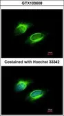 Anti-PAPSS1 antibody [C1C3] used in Immunocytochemistry/ Immunofluorescence (ICC/IF). GTX103608