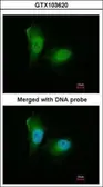 Anti-Proteasome 20S alpha 2 antibody [N1C3] used in Immunocytochemistry/ Immunofluorescence (ICC/IF). GTX103620