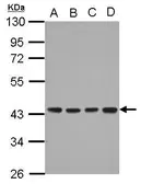 Anti-DNAJB12 antibody [N2C3] used in Western Blot (WB). GTX103639