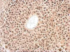 Anti-Cyclophilin E antibody used in IHC (Paraffin sections) (IHC-P). GTX103662