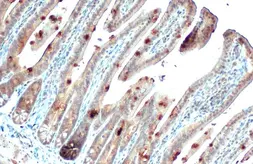 Anti-CYR61 antibody [N1C3] used in IHC (Paraffin sections) (IHC-P). GTX103669