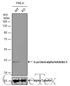 Anti-GNAI3 antibody [N2C3] used in Western Blot (WB). GTX103676