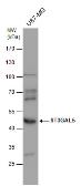 Anti-ST3GAL5 antibody used in Western Blot (WB). GTX103710