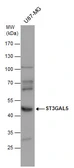 Anti-ST3GAL5 antibody used in Western Blot (WB). GTX103710