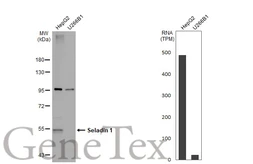Anti-Seladin 1 antibody [N1C2] used in Western Blot (WB). GTX103712