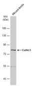 Anti-Cullin 3 antibody used in Western Blot (WB). GTX103715