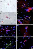 Anti-Tyrosine Hydroxylase antibody [185] used in Immunohistochemistry (IHC). GTX10372