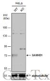 Anti-SAMHD1 antibody [N2C2], Internal used in Western Blot (WB). GTX103751
