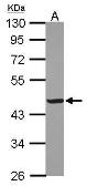 Anti-Creatine kinase (muscle) antibody [N1C3] used in Western Blot (WB). GTX103792