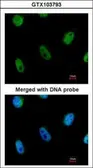 Anti-L3MBTL1 antibody used in Immunocytochemistry/ Immunofluorescence (ICC/IF). GTX103793