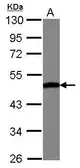 Anti-ENO3 antibody used in Western Blot (WB). GTX103808