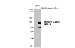 Anti-NELL1 antibody used in Western Blot (WB). GTX103819