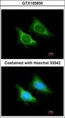 Anti-MRPS5 antibody used in Immunocytochemistry/ Immunofluorescence (ICC/IF). GTX103930