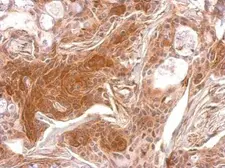 Anti-TPK1 antibody used in IHC (Paraffin sections) (IHC-P). GTX103943