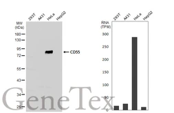 Anti-CD55 antibody [N2C3] used in Western Blot (WB). GTX103951