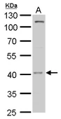 Anti-MOS antibody used in Western Blot (WB). GTX103962