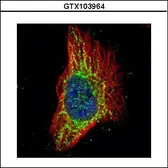 Anti-RPS3 antibody used in Immunocytochemistry/ Immunofluorescence (ICC/IF). GTX103964