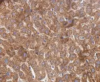 Anti-Cyclophilin 40 antibody used in IHC (Paraffin sections) (IHC-P). GTX104038