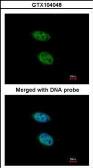 Anti-PRPS2 antibody [N1C3] used in Immunocytochemistry/ Immunofluorescence (ICC/IF). GTX104048