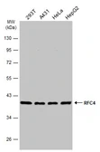 Anti-RFC4 antibody [N1C3] used in Western Blot (WB). GTX104052