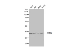 Anti-IDH3A antibody used in Western Blot (WB). GTX104073