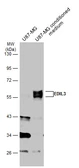 Anti-EDIL3 antibody used in Western Blot (WB). GTX104086