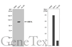 Anti-UBE1L antibody [N1N2], N-term used in Western Blot (WB). GTX104103
