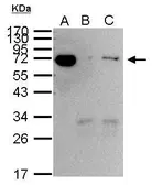 Anti-Hsp70 antibody used in Immunoprecipitation (IP). GTX104126