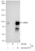 Anti-SOX13 antibody [N1C3] used in Immunoprecipitation (IP). GTX104177
