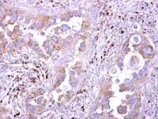 Anti-LILRB5 antibody [N2C1], Internal used in IHC (Paraffin sections) (IHC-P). GTX104193