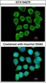 Anti-RELT antibody [N1C3] used in Immunocytochemistry/ Immunofluorescence (ICC/IF). GTX104275