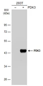 Anti-PDK3 antibody [N1C2] used in Western Blot (WB). GTX104286
