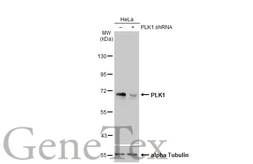 Anti-PLK1 antibody [N2C2], Internal used in Western Blot (WB). GTX104302
