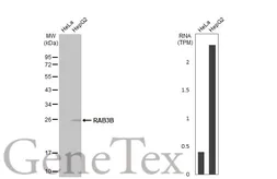 Anti-RAB3B antibody [N1C3] used in Western Blot (WB). GTX104380