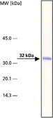 Anti-ARTS antibody [ARTS51] used in Western Blot (WB). GTX10440