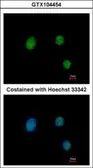 Anti-PAX9 antibody [N2C3] used in Immunocytochemistry/ Immunofluorescence (ICC/IF). GTX104454