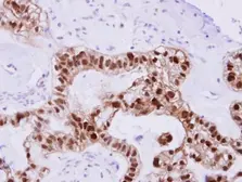 Anti-DNAJB2 antibody used in IHC (Paraffin sections) (IHC-P). GTX104464