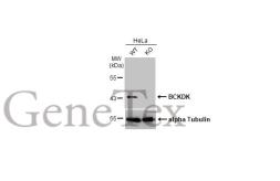 Anti-BCKDK antibody [N2C3] used in Western Blot (WB). GTX104477