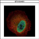 Anti-Kallikrein 6 antibody used in Immunocytochemistry/ Immunofluorescence (ICC/IF). GTX104491