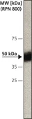 Anti-Caspase 12 antibody [14F7] used in Western Blot (WB). GTX10455