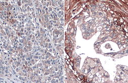Anti-Glypican 1 antibody [N3C3] used in IHC (Paraffin sections) (IHC-P). GTX104557