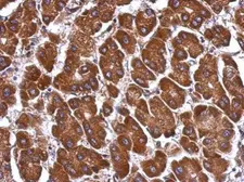 Anti-ANGPTL3 antibody used in IHC (Paraffin sections) (IHC-P). GTX104569