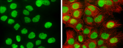 Anti-RCC1 antibody used in Immunocytochemistry/ Immunofluorescence (ICC/IF). GTX104590