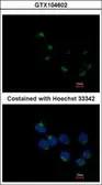 Anti-GALNT6 antibody [N1C2] used in Immunocytochemistry/ Immunofluorescence (ICC/IF). GTX104602