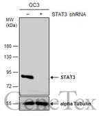 Anti-STAT3 antibody [C3], C-term used in Western Blot (WB). GTX104616